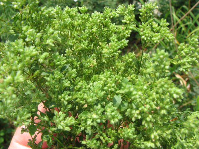 Polycarpon tetraphyllum / Migliarina a quattro foglie